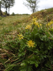 Hamadryas magellanica