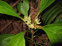 Cyrtandra lysiosepala