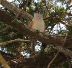 Baeolophus bicolor × atricristatus