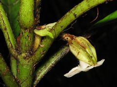 Cyrtandra lysiosepala