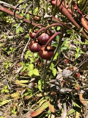 Sarraceniaceae