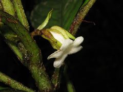 Cyrtandra lysiosepala