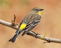 Setophaga coronata