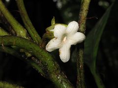 Cyrtandra lysiosepala