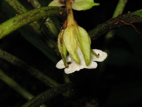 oppositeleaf cyrtandra (Cyrtandra lysiosepala)
