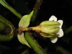 Cyrtandra lysiosepala