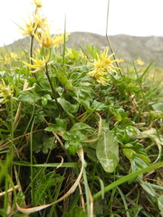 Hamadryas magellanica