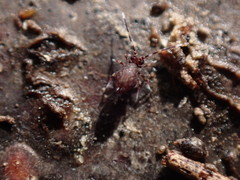 Ptenothrix italica