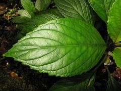 Cyrtandra lysiosepala