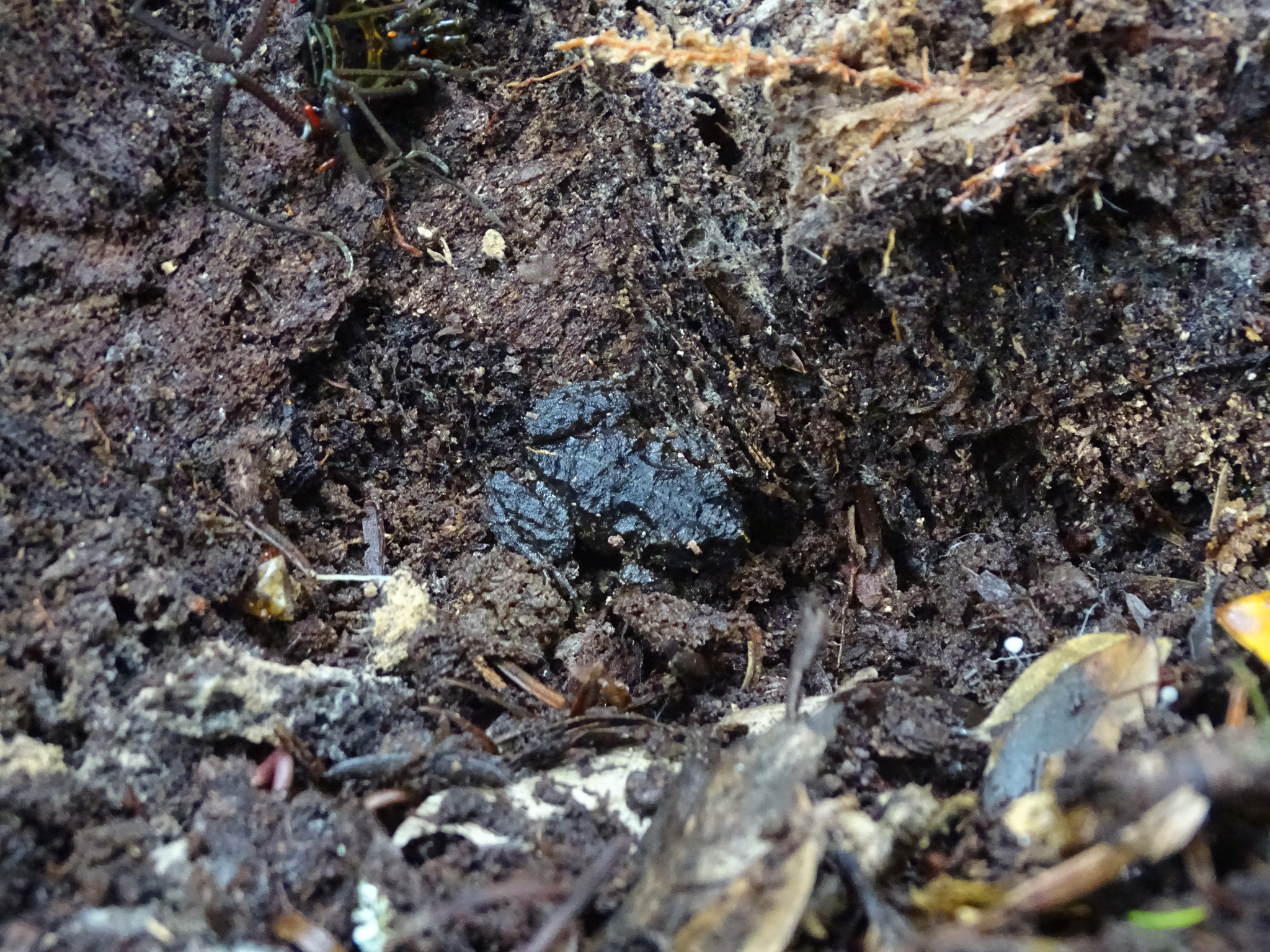 Eupsophus emiliopugini Formas, 1989