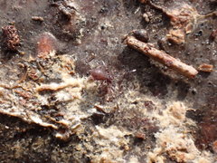 Ptenothrix italica