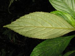 Cyrtandra lysiosepala