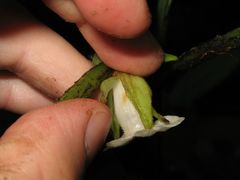 Cyrtandra lysiosepala