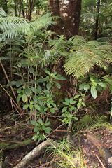 Cyrtandra lysiosepala