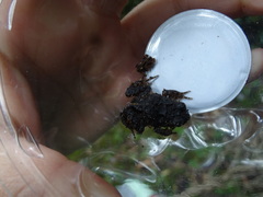 Eupsophus emiliopugini