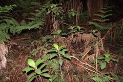 Cyrtandra lysiosepala