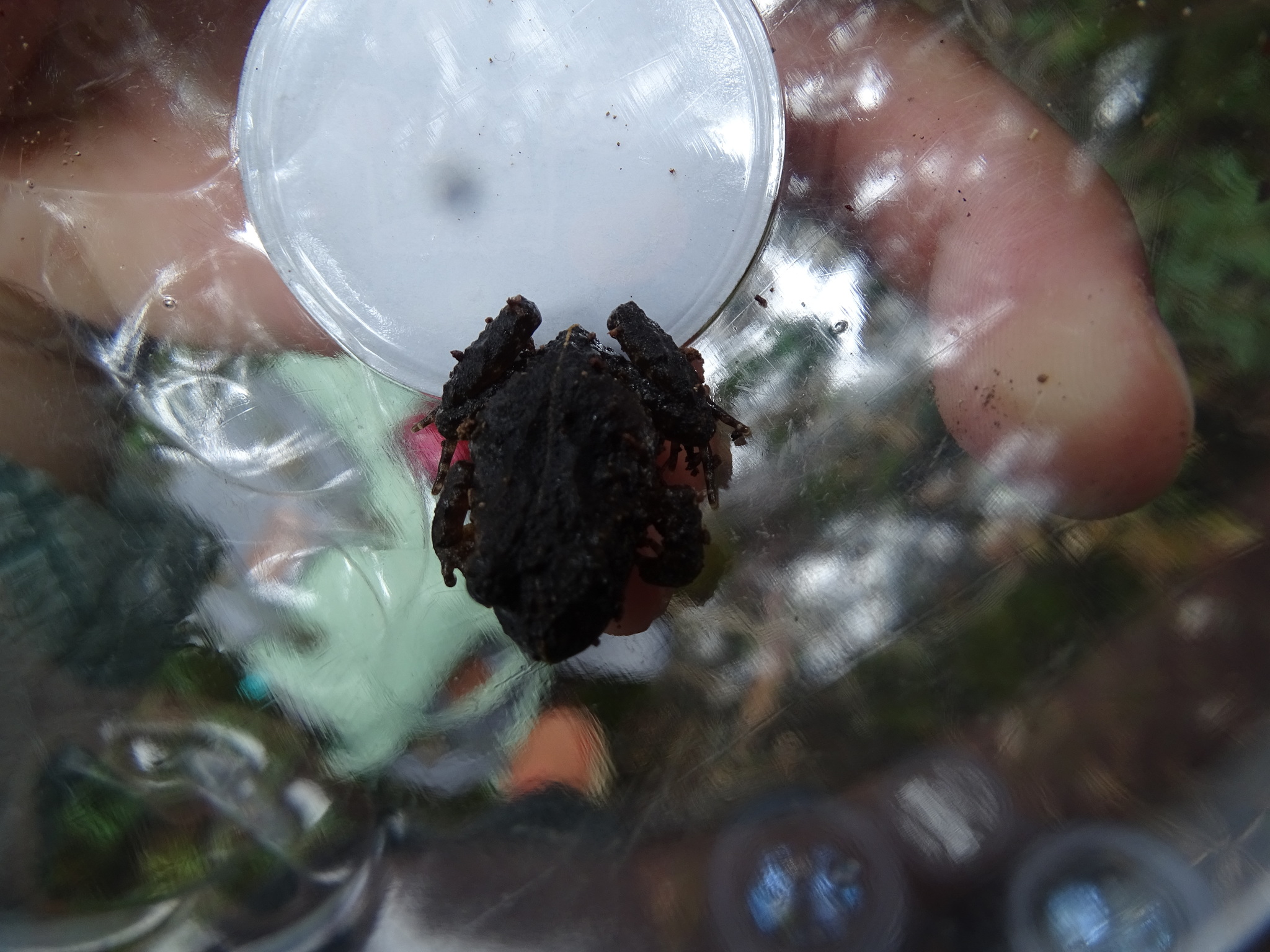 Eupsophus emiliopugini Formas, 1989