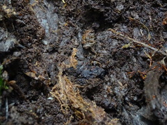 Eupsophus emiliopugini