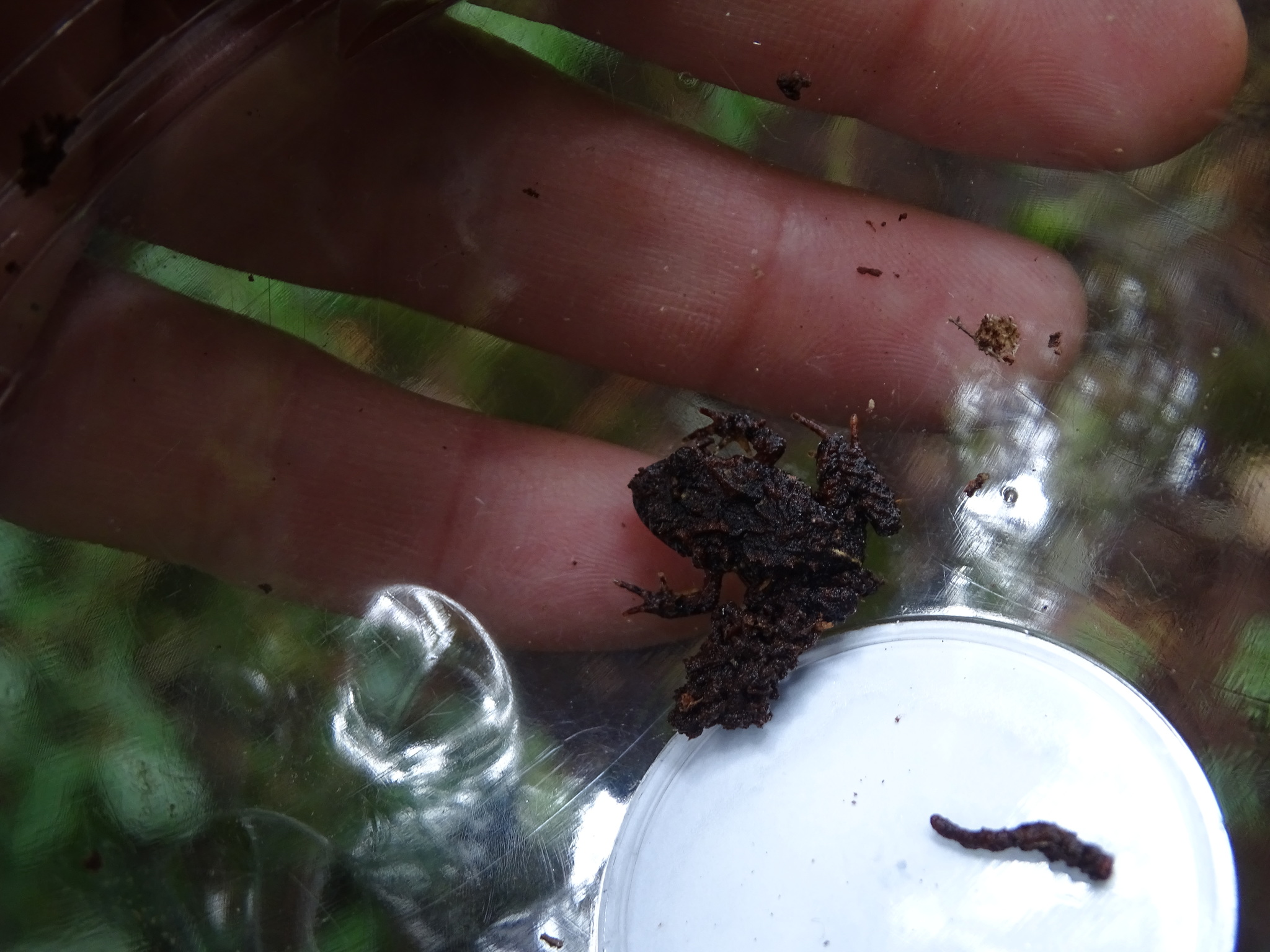 Eupsophus emiliopugini Formas, 1989