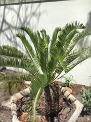 Encephalartos lanatus