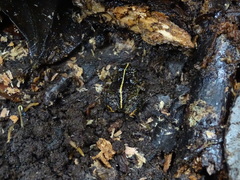 Eupsophus emiliopugini