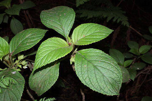 Cyrtandra lysiosepala