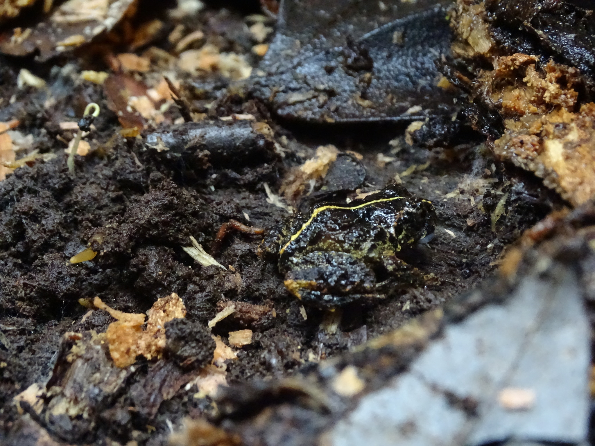 Eupsophus emiliopugini Formas, 1989