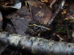 Eupsophus emiliopugini