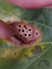 Callirhytis favosa