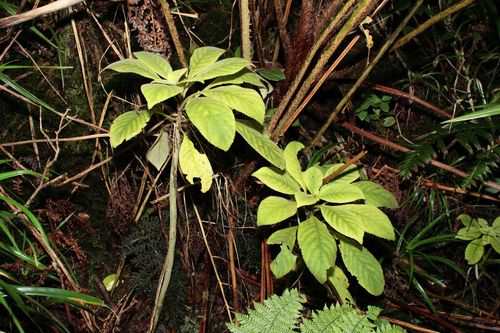 Cyrtandra macrocalyx observed 2010-12-14