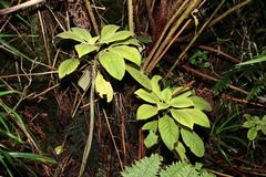 Cyrtandra macrocalyx