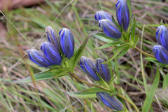 Gentiana × billingtonii