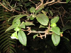 Cyrtandra macrocalyx