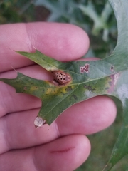 Callirhytis favosa