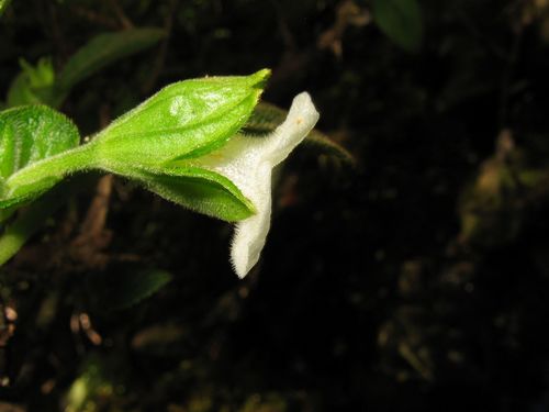 largecalyx cyrtandra (Cyrtandra macrocalyx)