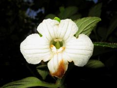 Cyrtandra macrocalyx