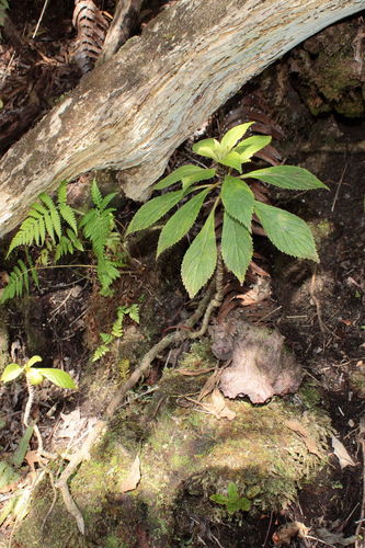Cyrtandra menziesii, 2010-05-14