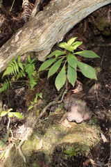 Cyrtandra menziesii