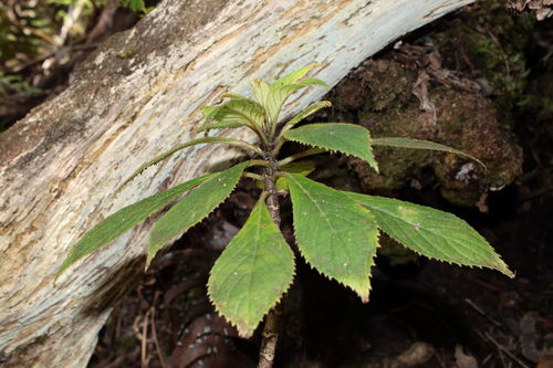 ha'i wale (Cyrtandra menziesii)