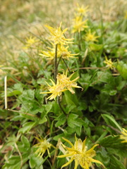 Hamadryas magellanica