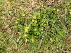 Hamadryas magellanica