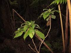 Cyrtandra menziesii