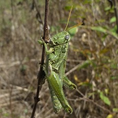 Campylacantha olivacea