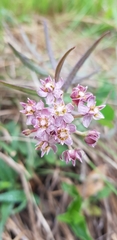 Asclepias flexuosa