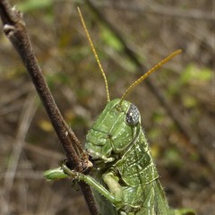 Campylacantha olivacea
