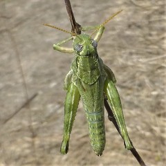 Campylacantha olivacea