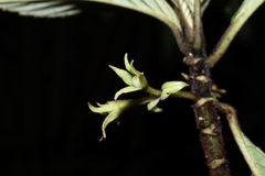 Cyrtandra menziesii
