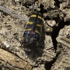 Acmaeodera macra