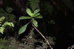 Cyrtandra menziesii