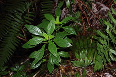 Cyrtandra menziesii